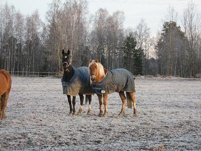 koulukisat07 ja syystalvi07 kuvia 018.jpg - Rabella ja Rokki
